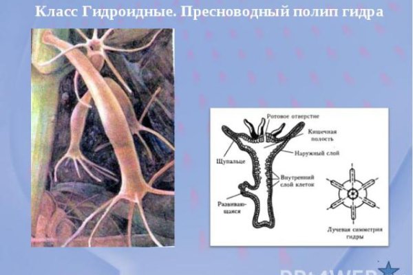 Кракен купить порошок