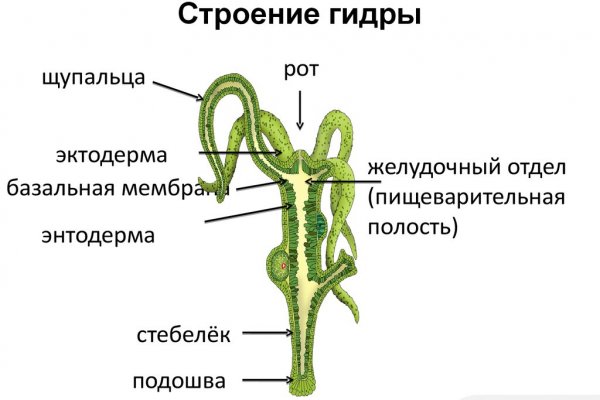 Kraken tor link