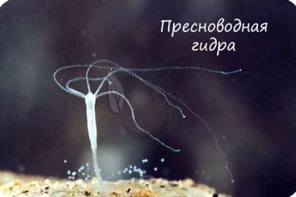 Кракен даркнет 2krnmarket