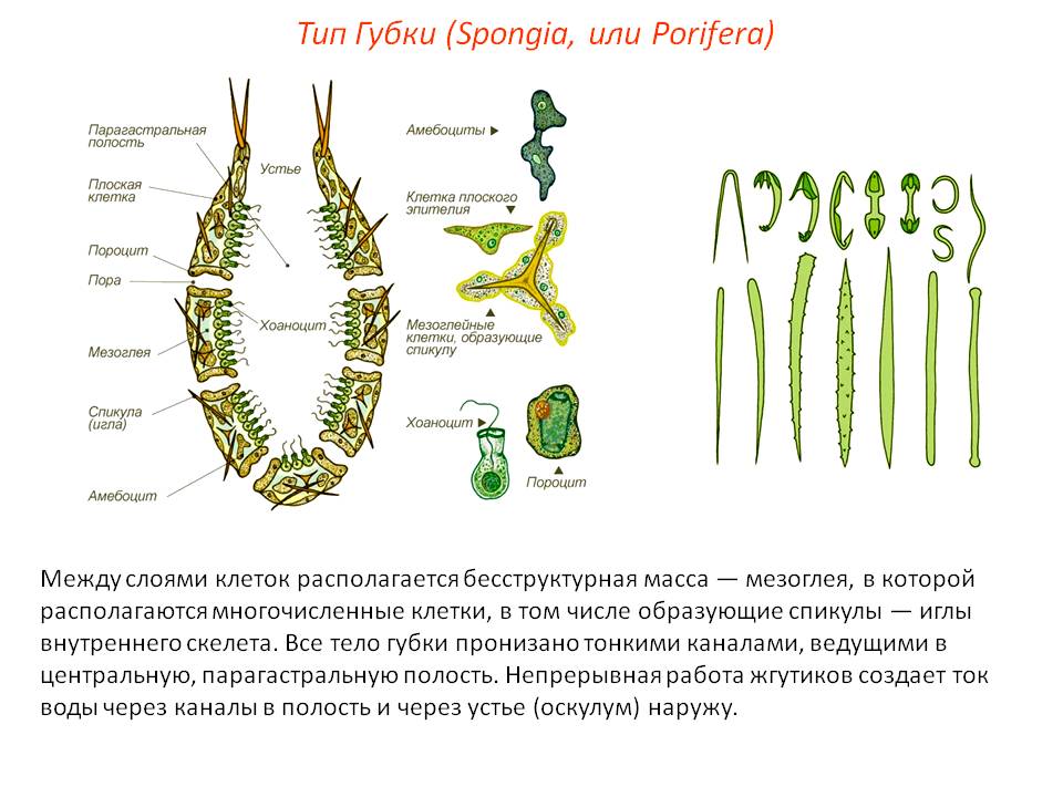 Kraken ссылка тг